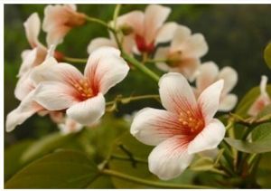 油桐球針殼 油桐球針殼