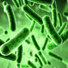 微生物區系 微生物區系