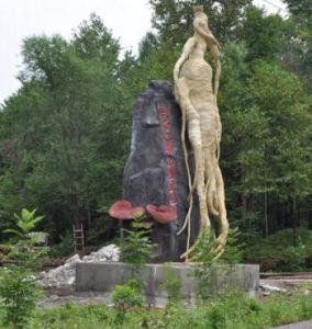 長白山野山參生態園 長白山野山參生態園