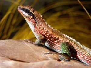 紋面彈簧蜥（珠寶卷尾蜥）（美洲鬣蜥科）分布在中美洲西印度群島的埃斯培里拉島的海邊沙灘和樹林，全長約25厘米。圖為雄性