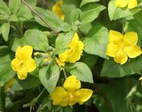 管莖過路黃(原變種) 管莖過路黃(原變種)