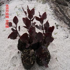 北京萬林園生態科技有限公司