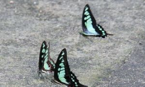 寬頻青鳳蝶 寬頻青鳳蝶