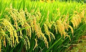 自給農業 自給農業