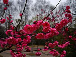 南京國際梅花節 南京國際梅花節