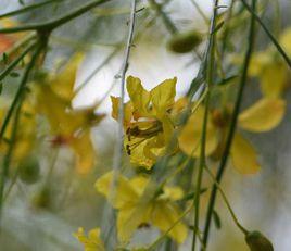 扁軸木[扁軸木]