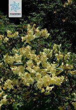 紫鵑[植物名稱]