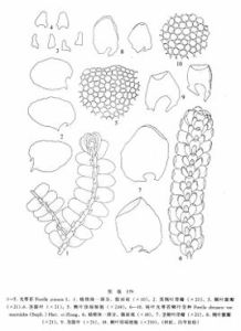 光萼苔科 光萼苔科