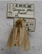 柔粘夜蛾 柔粘夜蛾