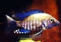 小鱗孔雀鯛 小鱗孔雀鯛