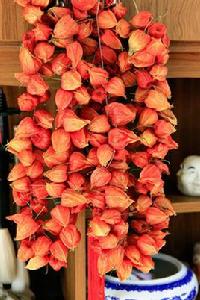 山菇娘油 山菇娘油