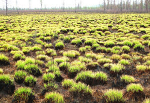 川西北苔草 川西北苔草