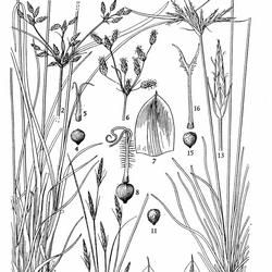 匍匐莖飄拂草 匍匐莖飄拂草