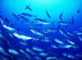 海洋文明 海洋文明