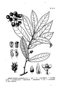 來源：中國植物志原版墨線圖