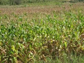 莊房箐村 莊房箐村