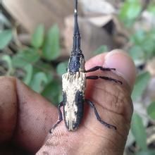 長額天牛 長額天牛