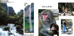 衢州藥黃山 衢州藥黃山