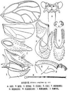 扁頭羞木虱 扁頭羞木虱
