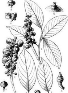 白毛石櫟 白毛石櫟