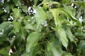 塔序豆腐柴 塔序豆腐柴