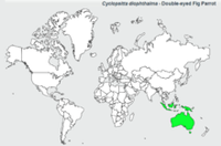 雙眼無花果鸚鵡分布圖