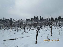 畢節市周驛茶場 畢節市周驛茶場