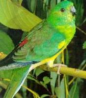 紅腰鸚鵡