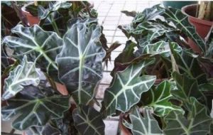 盾葉鐵線蓮 盾葉鐵線蓮