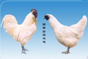 鄖陽白羽烏雞 鄖陽白羽烏雞