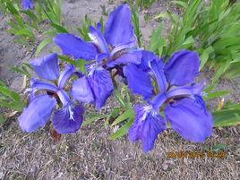 荔草[鳶尾科草本植物]