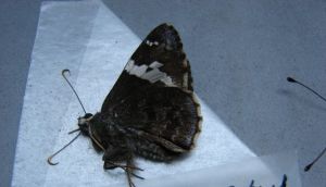 嵌帶弄蝶 嵌帶弄蝶