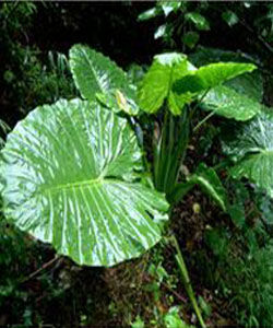 阿里山石豆蘭 阿里山石豆蘭