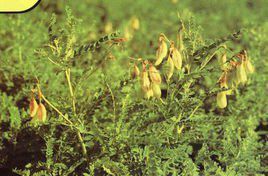 粗壯岩黃耆 粗壯岩黃耆