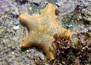 粗雞爪海星 粗雞爪海星
