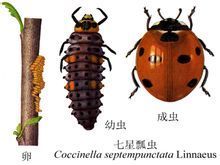 兼性滯育 兼性滯育