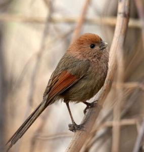 棕額棘雀 棕額棘雀