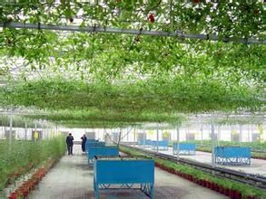 姜屯村[北京市昌平區南紹鎮姜屯村]