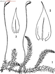 羽枝水蘚 羽枝水蘚