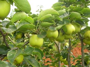 （圖）發展經果 