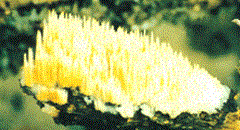 長刺白齒耳菌 長刺白齒耳菌