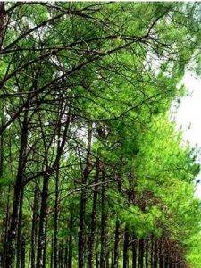 新疆昌吉回族自治州 新疆昌吉回族自治州