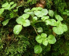 水石油菜 水石油菜