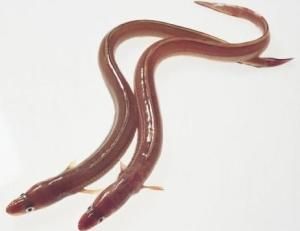 尖吻蛇鰻 尖吻蛇鰻