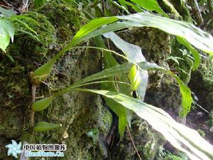 長鱗貝母蘭 長鱗貝母蘭