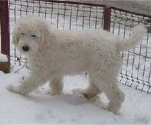 羅馬尼亞米利泰克牧羊犬