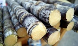 粟蔗亞屬 粟蔗亞屬