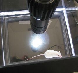 曠場試驗 曠場試驗