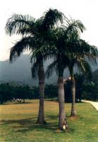 菜王椰子 菜王椰子