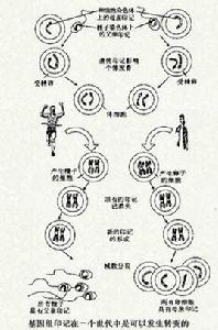 基因組印跡 基因組印跡